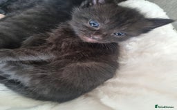 Mixed Breed cats for sale: Mixed tortoiseshell/British short-hair  - Image 11