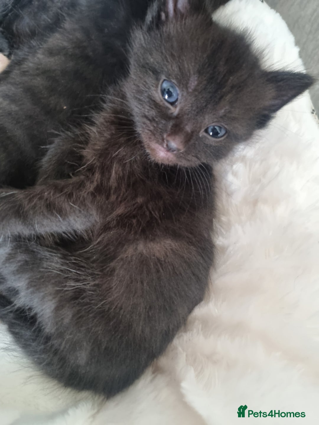 Mixed Breed cats for sale: Mixed tortoiseshell/British short-hair  - Image 11