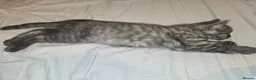 Mixed Breed cats for sale: X3 doll face persians  - Advert 2