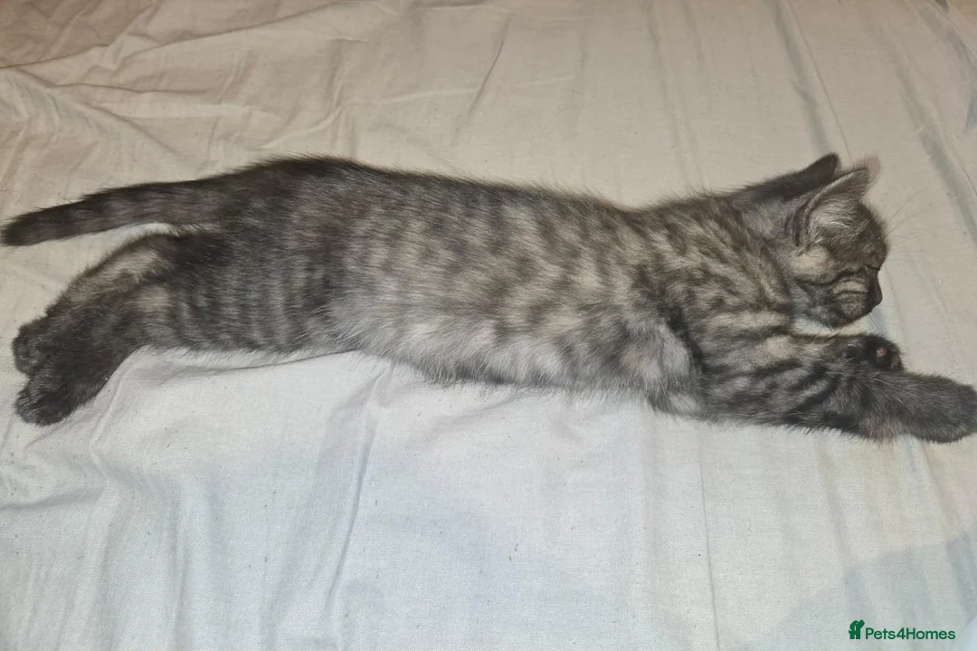 Mixed Breed cats for sale: X3 doll face persians  - Advert 2
