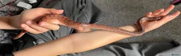 Corn Snake reptiles for sale: Corn Snake (Wild Type) - Advert 3