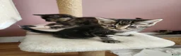 Mixed Breed cats for sale: Kittens in Canterbury - Advert 6