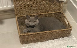 British Shorthair cats for sale: Beautiful sisters ready for their new homes  - Image 8