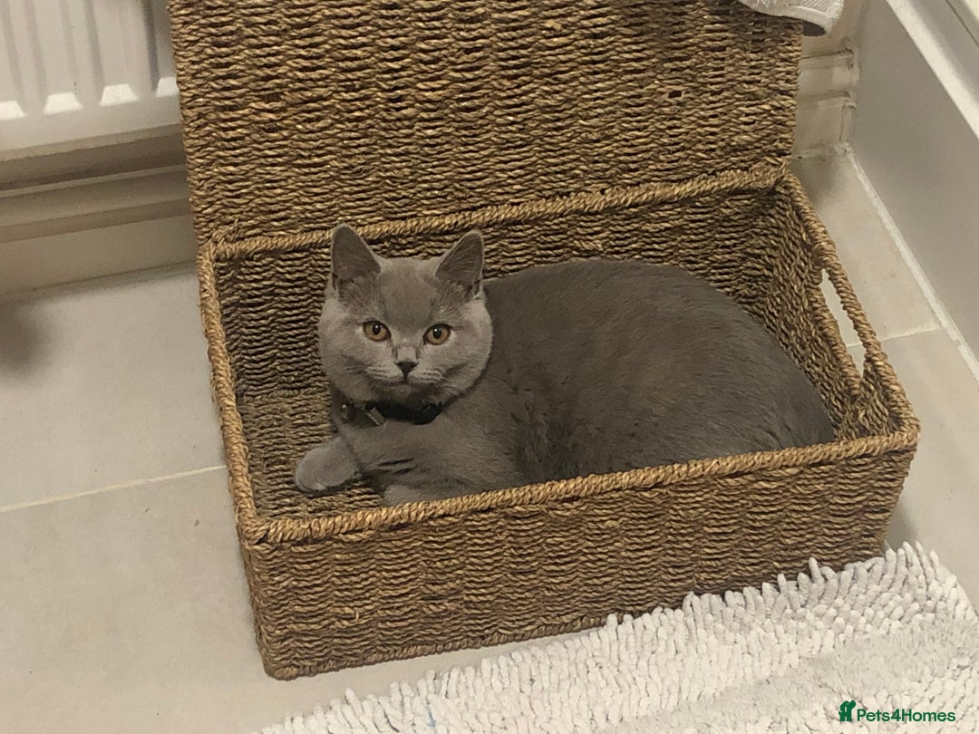 British Shorthair cats for sale: Beautiful sisters ready for their new homes  - Image 8