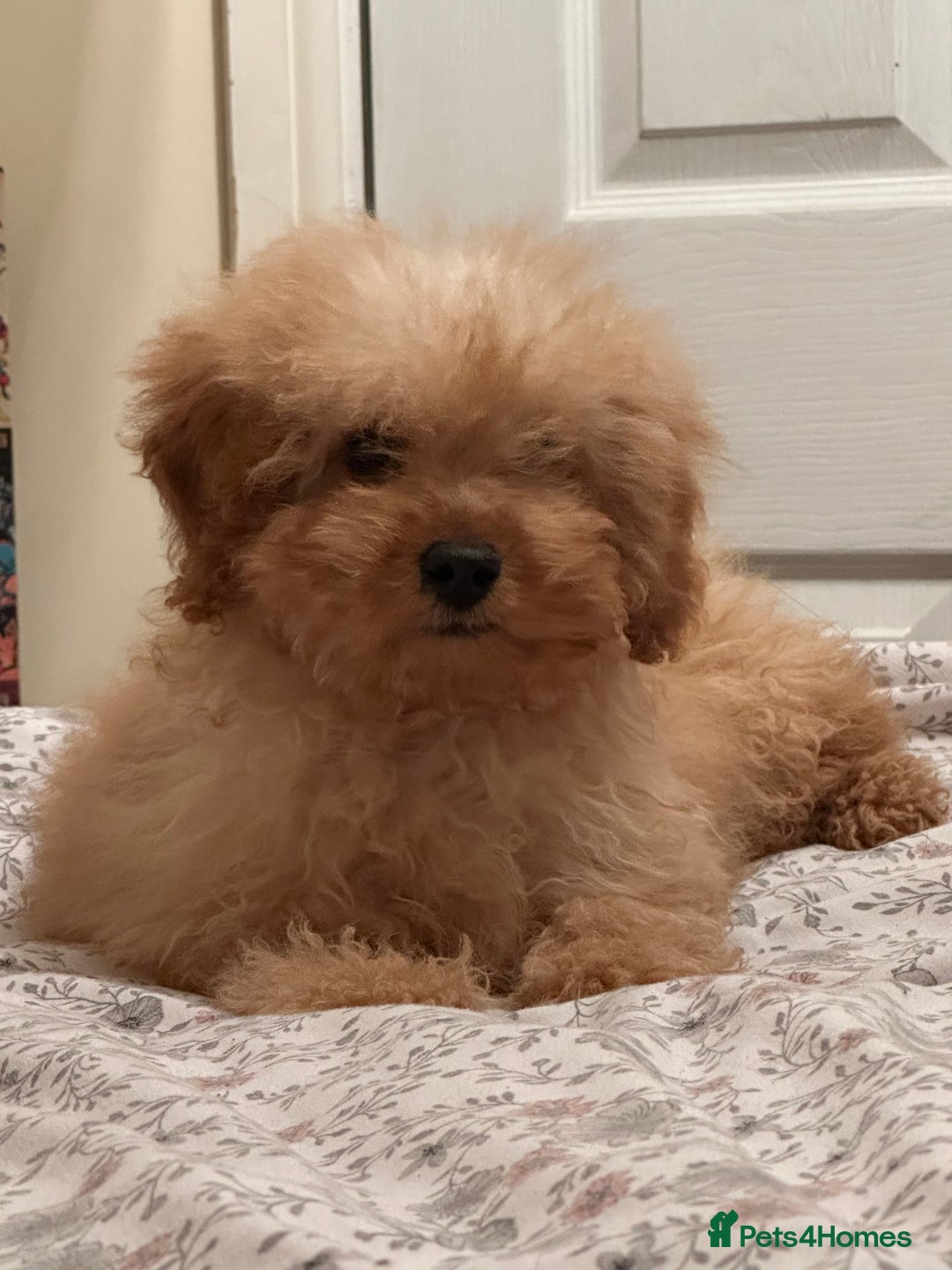 Cockapoo dogs for sale: Cockapoo puppies ready now  - Advert 6