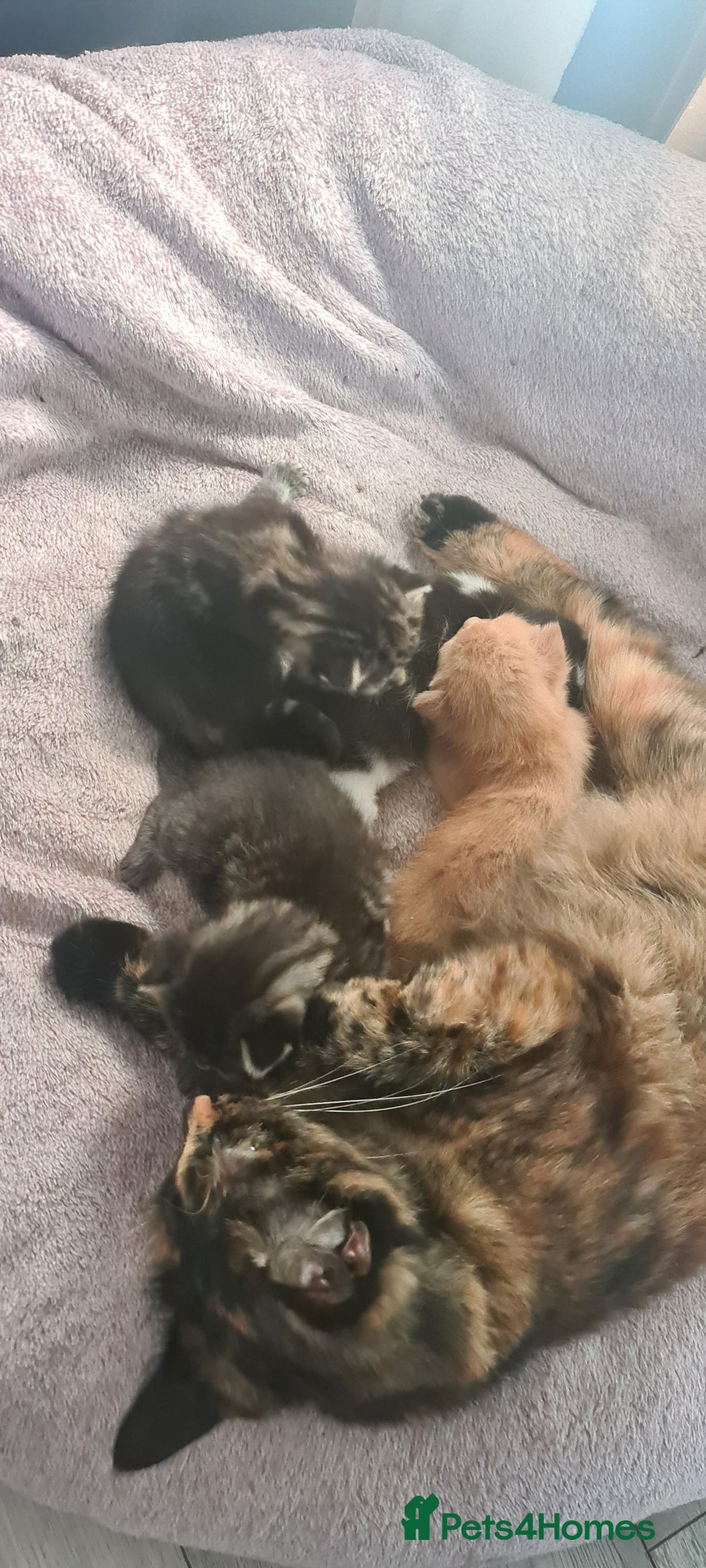 Mixed Breed cats for sale: Beautiful kittens  - Image 14