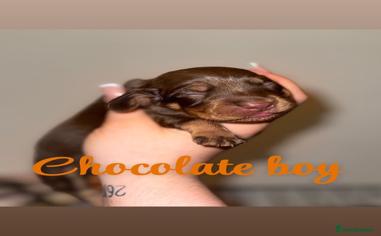 Mixed Breed dogs - Advert 1