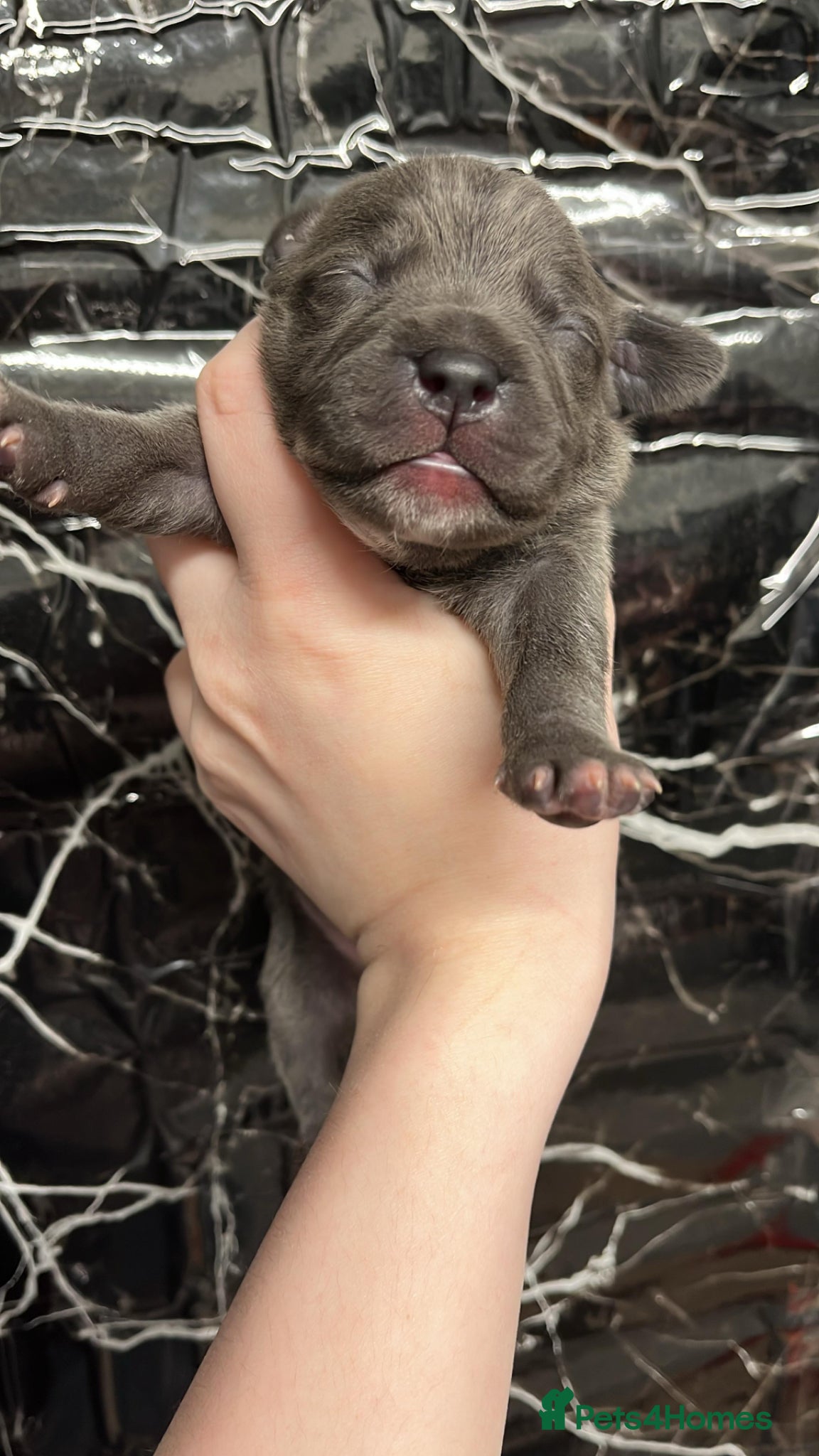 Staffordshire Bull Terrier dogs 🐾4 left 🐾 Blue Staffordshire bull terrier pups - Advert 13