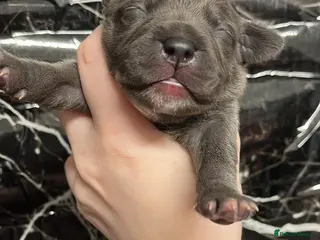 Staffordshire Bull Terrier dogs 🐾4 left 🐾 Blue Staffordshire bull terrier pups - Advert 13