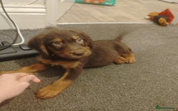 Labradoodle dogs for sale: Labradoodel  - Image 2