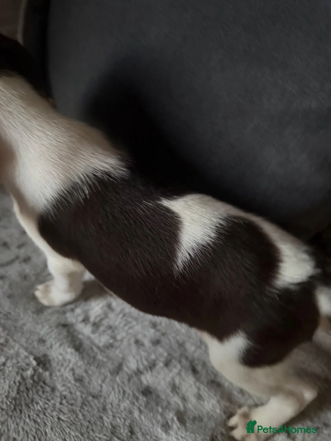 Jack Russell dogs for sale: Beautiful Jack Russell puppies  - Advert 2