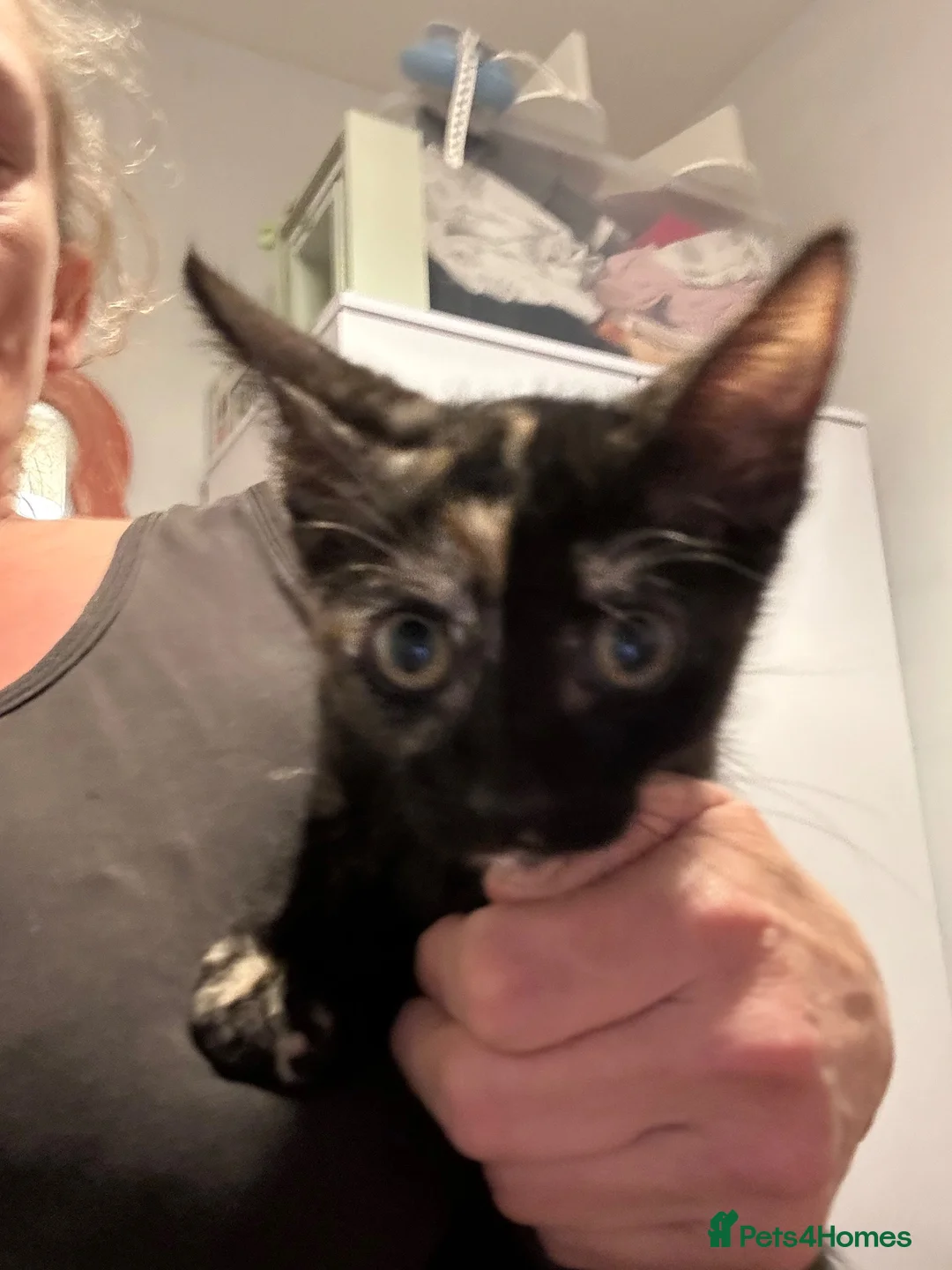 Sphynx cats for sale: Sphynx mix kittens - Advert 2
