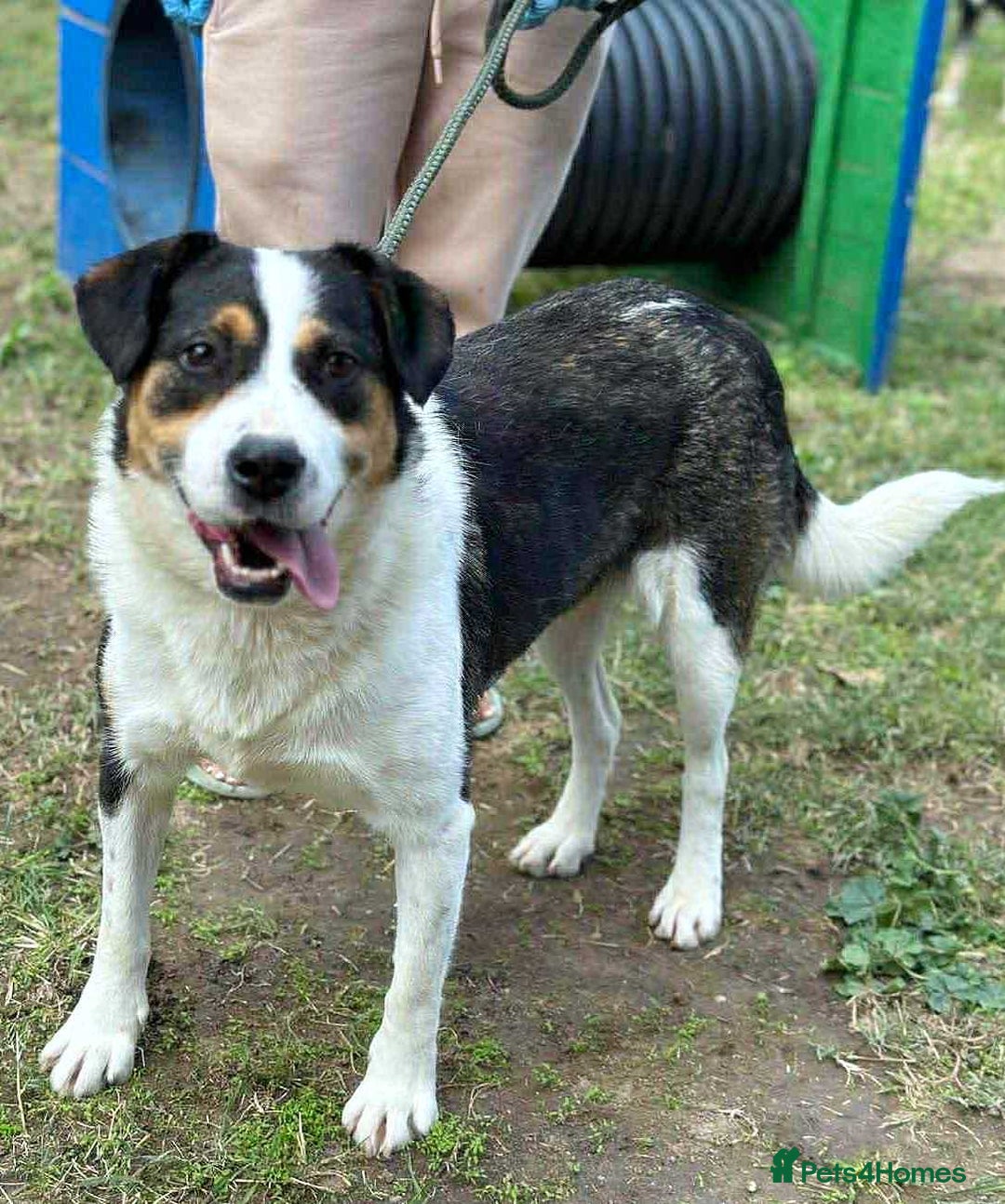 Mixed Breed dogs for adoption: 💛🐾 Flora – wearing her beautiful smile 🐾💛 - Image 6