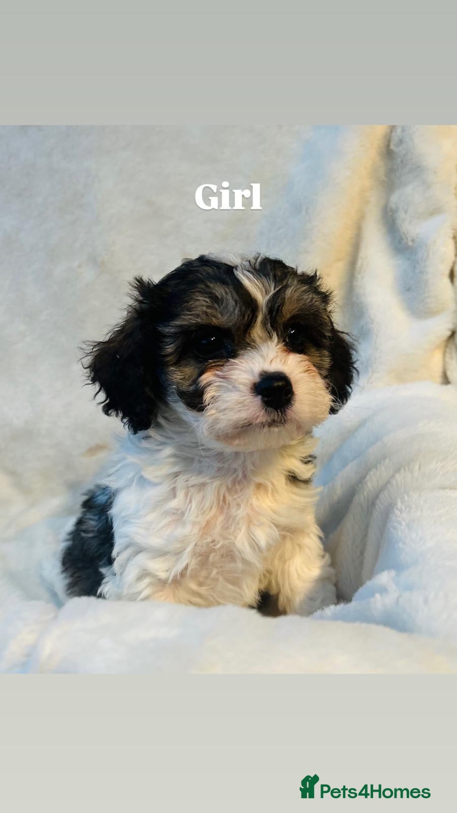 Cavachon dogs Outstanding F1 Cavachon puppies - Advert 3