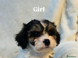 Cavachon dogs Outstanding F1 Cavachon puppies - Advert 3