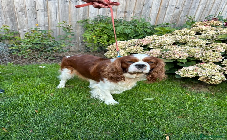 Cavalier King Charles Spaniel dogs - Advert 4