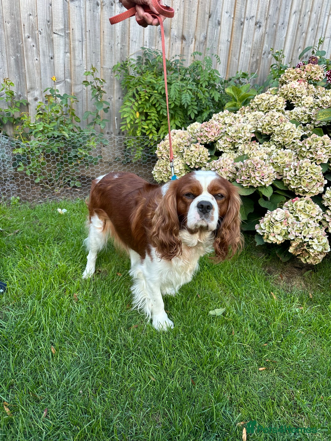 Cavalier King Charles Spaniel dogs for sale: Darcy  - Image 1