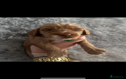 Cockapoo dogs for sale: 3 boy cockerpoos for sale  - Image 7