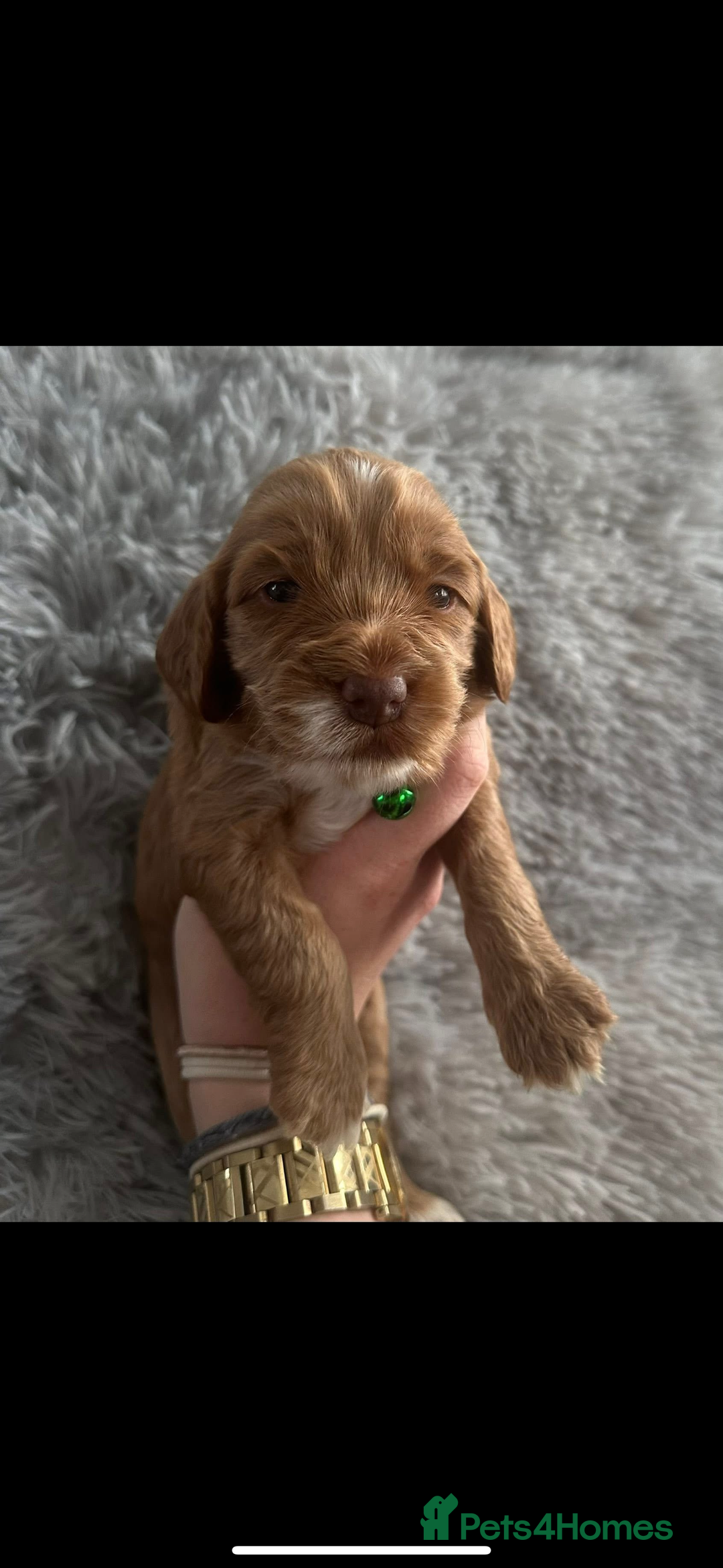 Cockapoo dogs for sale: 3 boy cockerpoos for sale  - Image 7