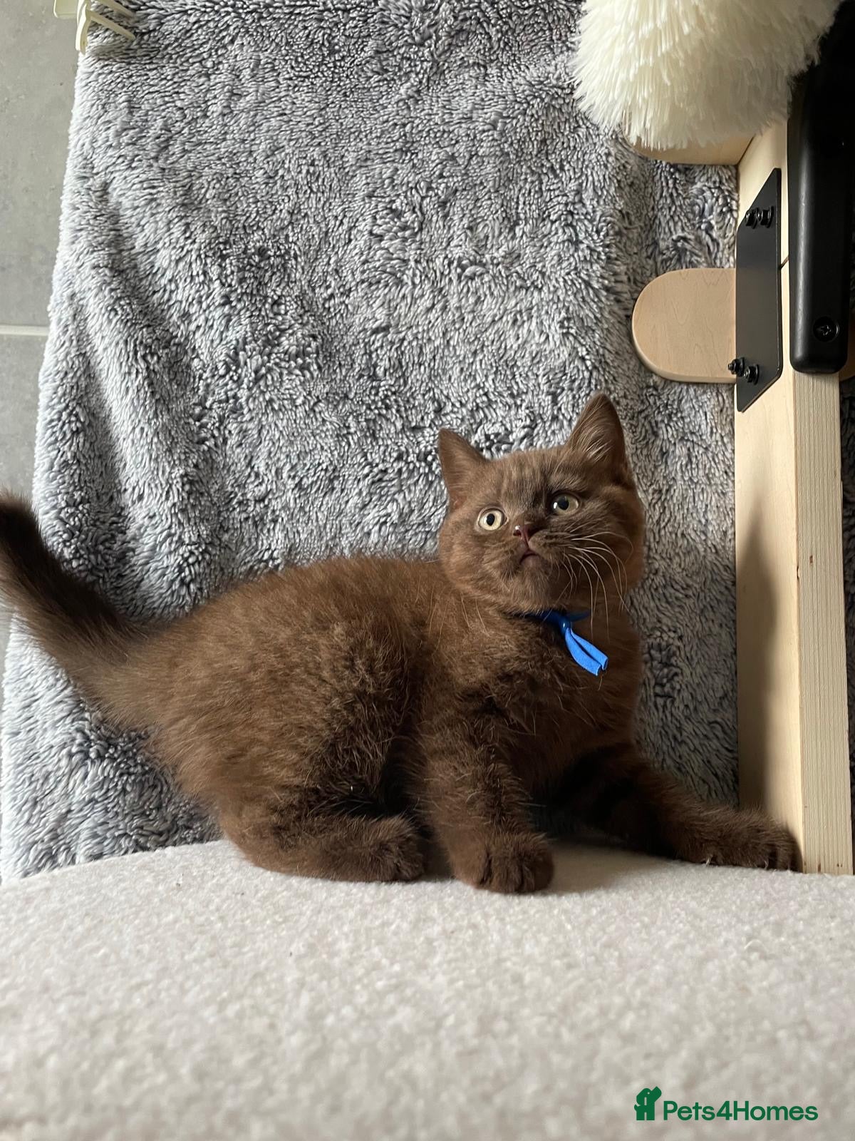 British Shorthair cats for sale: Gorgeous GCCF Chocolate British Shorthair kittens - Advert 4