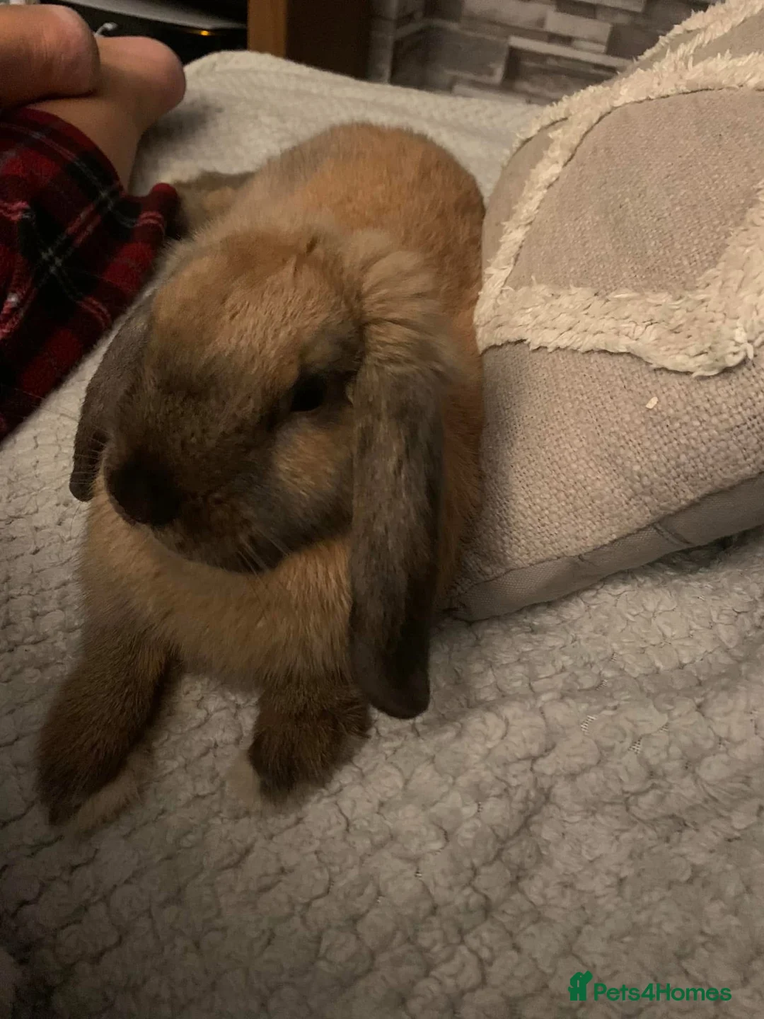 Mini Lop rabbits for sale: Adult Mini lops  - Advert 8
