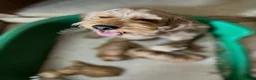 Cockapoo dogs for sale: Gorgeous yankydoodles  - Advert 1