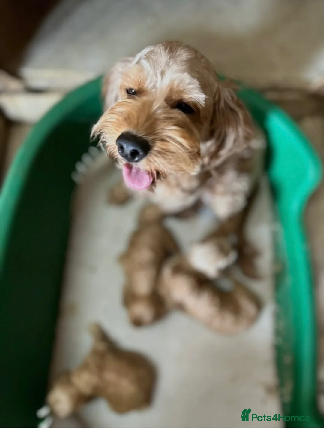 Cockapoo dogs for sale: Gorgeous yankydoodles  - Advert 1