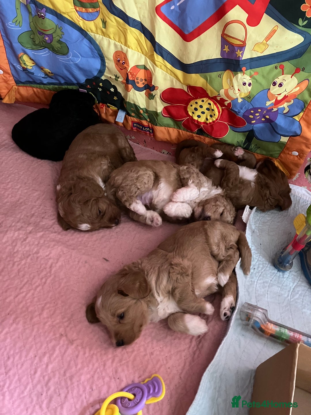 Australian Labradoodle dogs for sale: Stunning miniature Australian labradoodles - Image 2