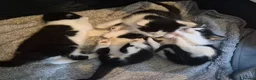 Mixed Breed cats for sale: Gorgeous mixed Breed kittens  - Advert 8