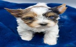 Yorkshire Terrier dogs for sale:  New Litter of Exotic Colourful Yorkshire Terriers - Image 5