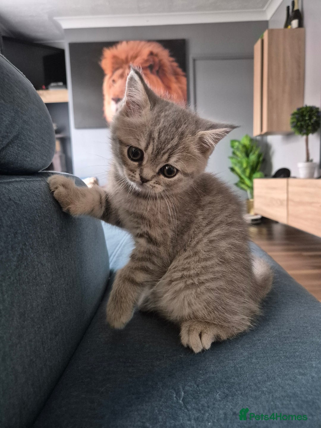 Scottish Fold cats for sale: Scottish Fold/Straight kittens  - Image 16