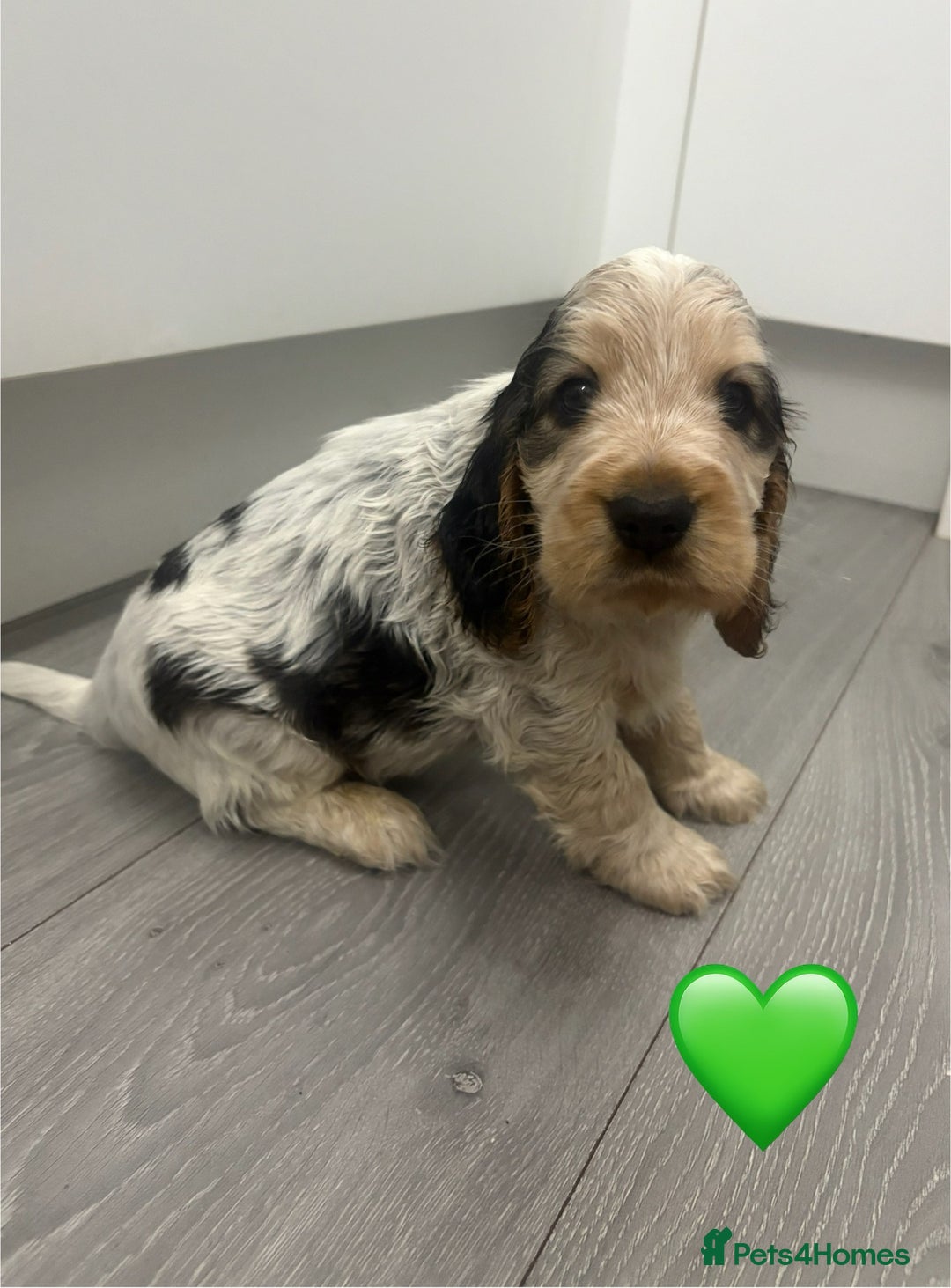 Cocker Spaniel dogs for sale: KC Reg Delightful Show Type Cocker Spaniels - Advert 18