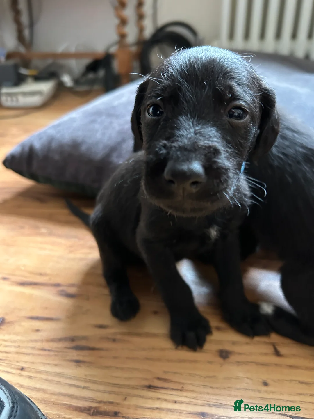 Mixed Breed dogs for sale: First cross bedlington whippet pups available  - Advert 4
