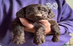 Cockapoo dogs for sale: Lovely Healthy Chocolate Cockapoos Pups - Image 1