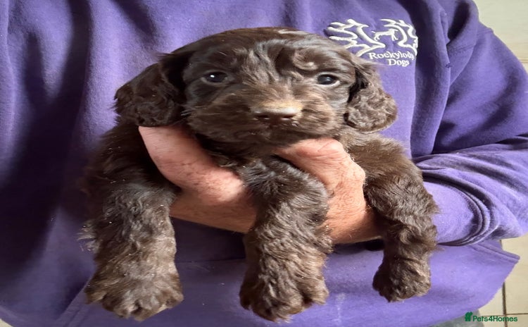 Cockapoo dogs - Advert 13