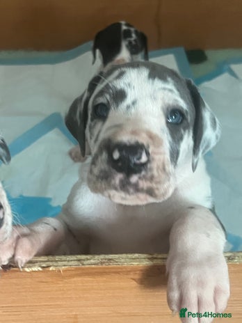 Great Dane dogs Purebred Great Dane Puppies – European Bloodline - Advert 3