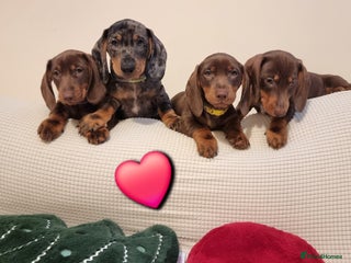 Miniature Dachshund dogs ❤️ LITTLE HEARTS WAITING FOR THEIR ** HOME - Advert 10