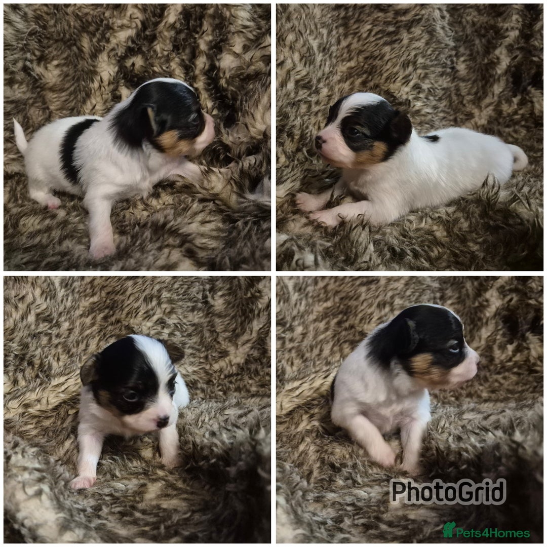 Papillon dogs for sale: Papillon puppies  - Image 5