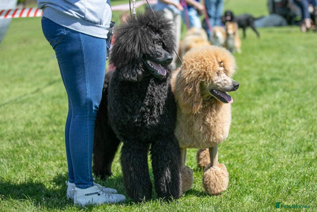 Standard Poodle dogs for sale: KC Standard Poodle Puppies - Image 13