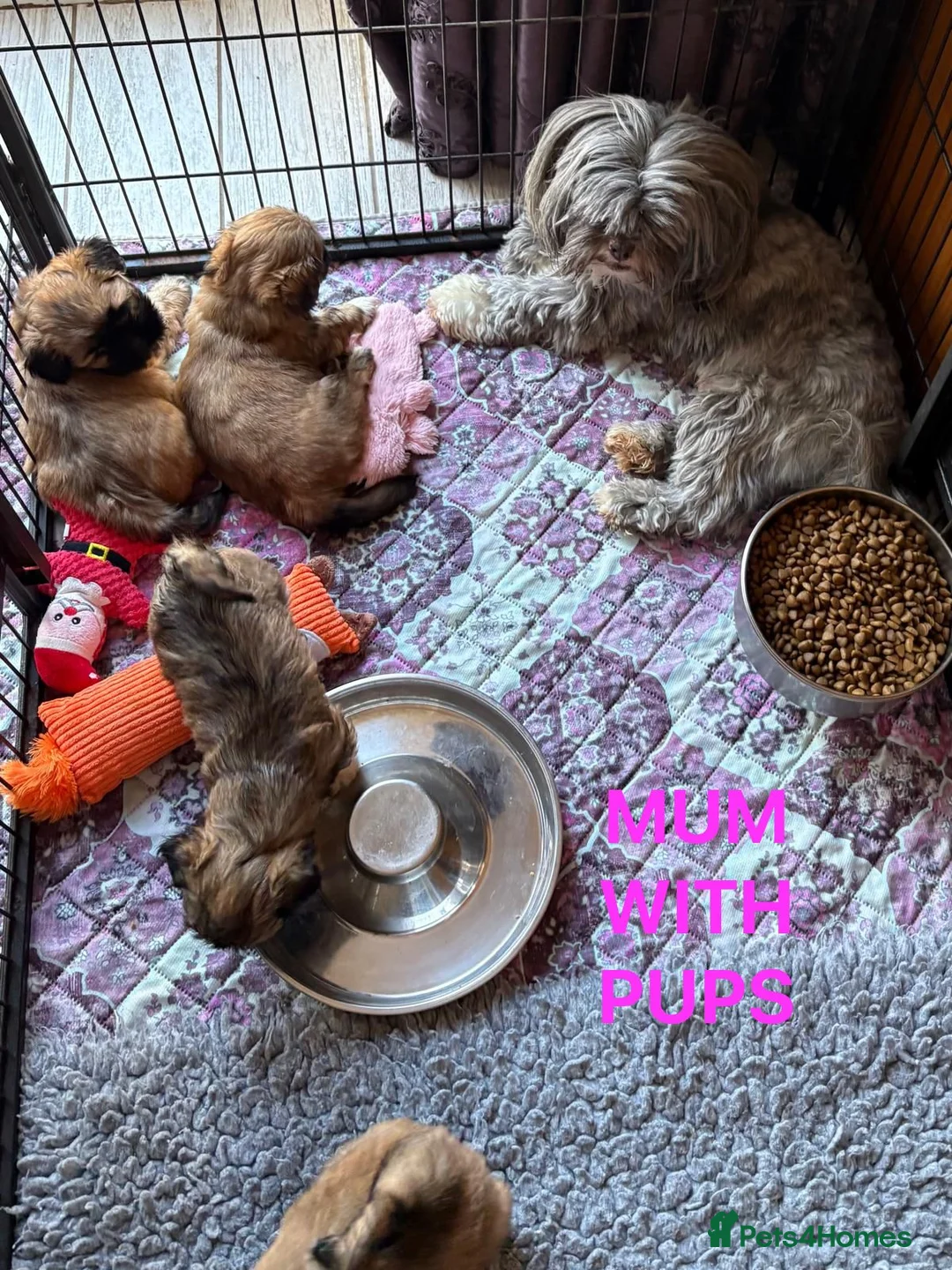 Lhasa Apso dogs for sale: Seven Beautiful RKC Reg GPRA Clear - Advert 30