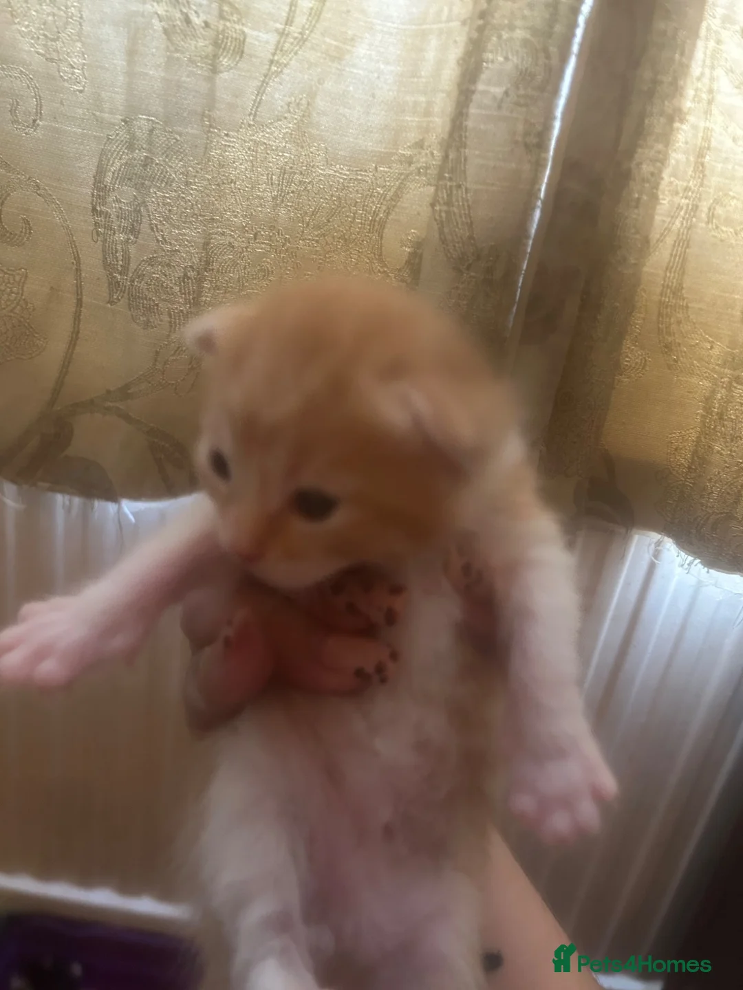 Mixed Breed cats for sale: 5 beautiful kittens  - Advert 13