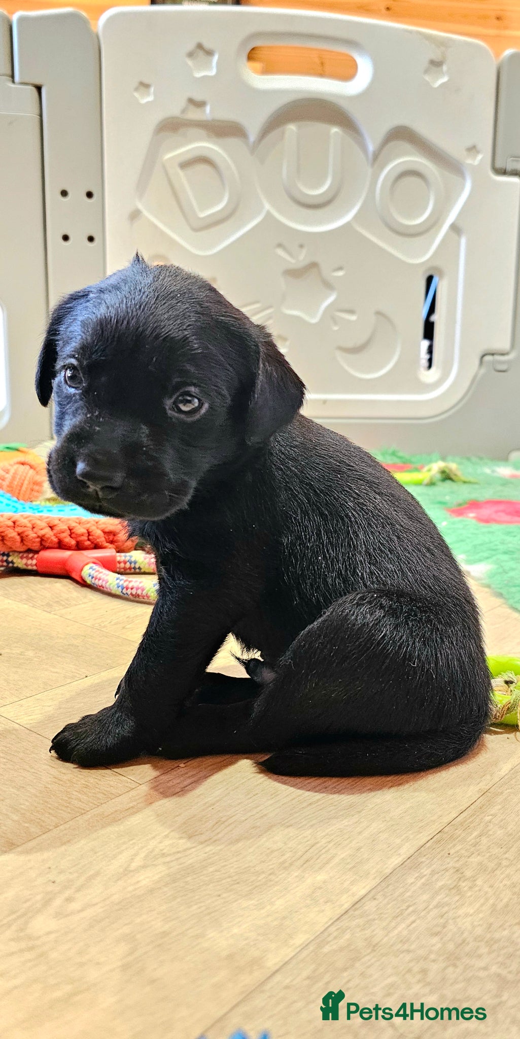 Labrador Retriever dogs 7 STUNNING BLACK KC REGISTERED LABRADORS - Advert 2