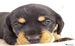 Dachshund dogs for sale: Wire Haired Dachshund Puppies - Image 4