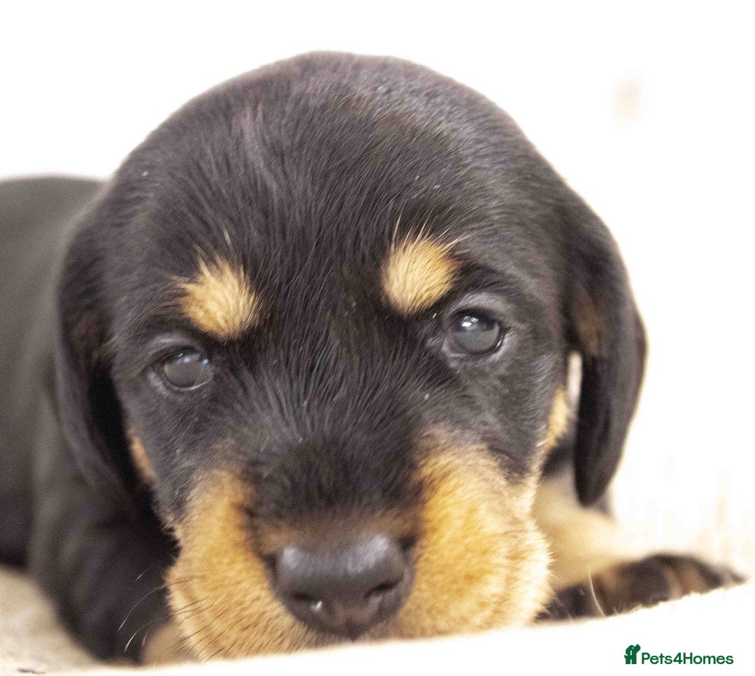 Dachshund dogs for sale: Wire Haired Dachshund Puppies - Image 4