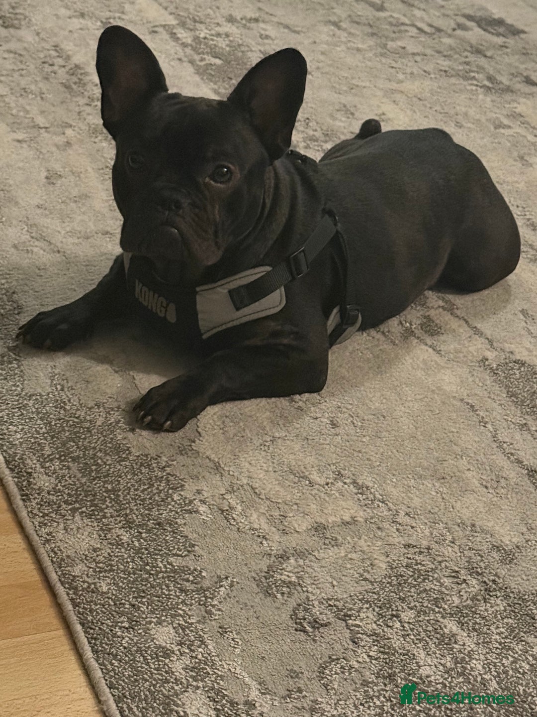 French Bulldog dogs for sale: 8 month old French Bulldog! - Image 3