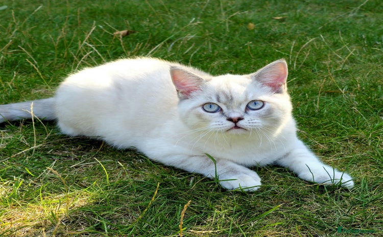 British Shorthair cats - Advert 4
