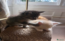 Maine Coon cats for sale: Maine coon kitten  - Image 39
