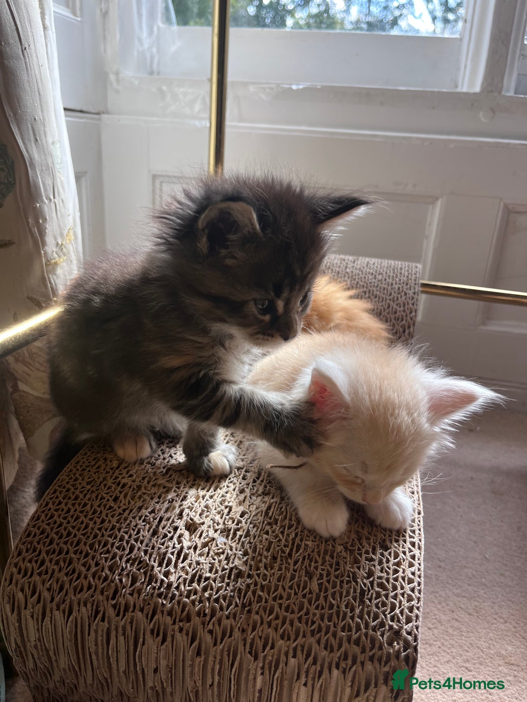 Maine Coon cats for sale: Maine coon kitten  - Image 39