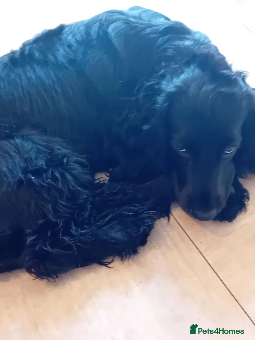 Cocker Spaniel dogs for sale: Loving home wanted in Maidstone - Advert 4