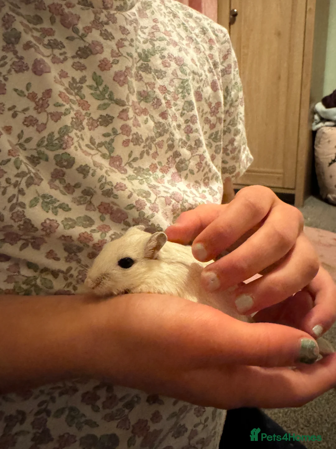 Gerbil rodents for sale: X2 Male Gerbils  - Advert 6